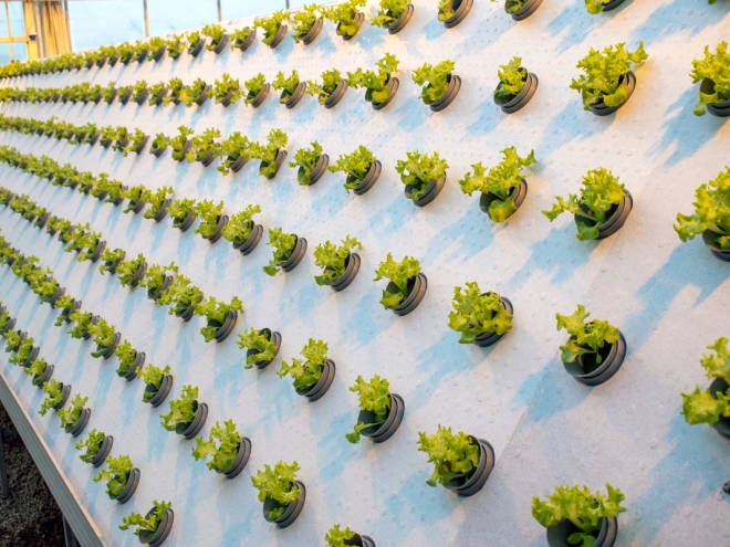 Idé-Pro leverer EPS emner til Danmarks mest miljøvenlige og innovative gartneri